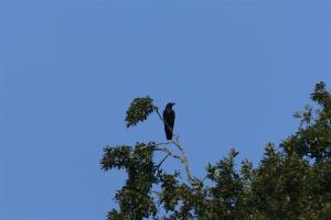 VodnikiBK4_Krokar_P1000614 (Medium)